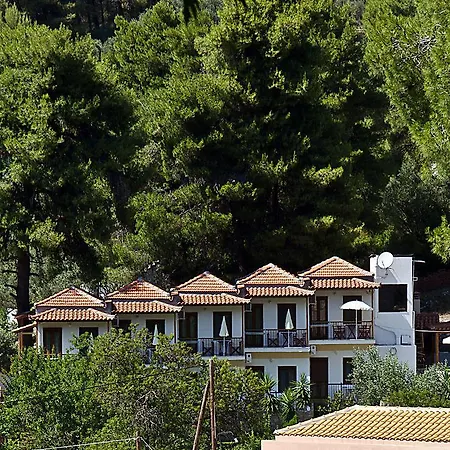 Pine Trees Agnontas